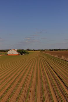 Agricultural field with tilled soil and green plants near rural house against cloudless blue sky